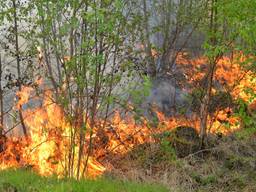 Natuurbrand bij Oisterwijk. (foto: Toby de Kort)