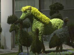 Mooi: Paard uitgevoerd in vetplanten