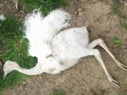 Beloning voor tip die leidt naar dierenbeul die Nandoekuikens doodschoot