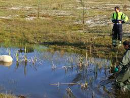 Schaap te water (foto: AS Media)