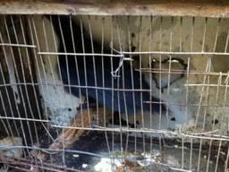 Twitpic: dierenpolitie Oost-Brabant