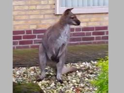 De gevonden wallaby komt uit Heeswijk-Dinther (Foto: Dierenpolitie) 