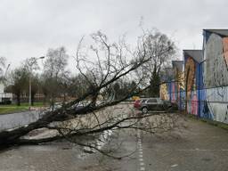 Brabant heeft last van een decemberse herfststorm, maar schade blijft uit