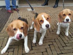 Het aantal dierproeven met honden en katten is in een jaar tijd flink gestegen.