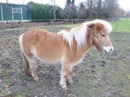 Achteraf bleek het niet om deze pony te gaan (foto: Dierenbescherming/Twitter)