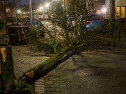 In de Leeuwerikstraat in Breda waaide een boom om. (foto: Alexander Vingerhoeds/Obscura Foto)