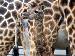 Foto: Safaripark Beekse Bergen