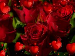Rode rozen voor veel goedkoper op de bloemenveiling