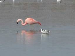 Vol verbazing wordt de flamingo in Rosmalen bekeken