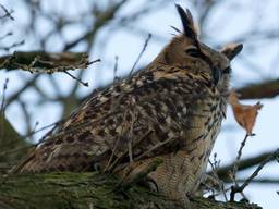 Een gesprek met mevrouw Vogels in Volkel