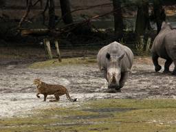 De neushoorns waren minder gecharmeerd van het uitstapje van de jachtluipaarden. (foto John de Greef)