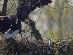 Spectaculaire beelden: Moeder zeearend terug op het nest