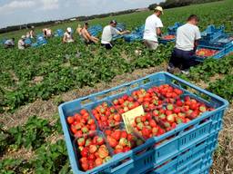 Zundert heeft de meeste seizoensarbeiders van Nederland (Foto: ANP)