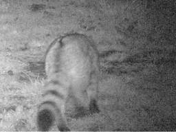 Wilde kat terug in Brabant, dier gespot op de Strabrechtse Heide