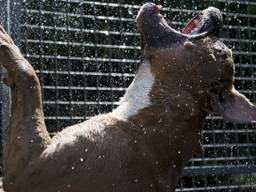 Woede over blaffende honden (archieffoto: ANP)