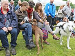 Duizenden honden nemen baasjes mee naar Woofstockfestival in Eindhoven