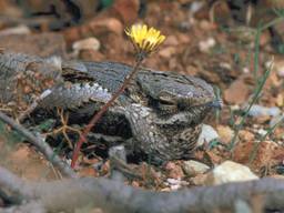 De Natuurzwaluw is ook overdag bijna niet te zien. (Foto: Natuurmonumenten).