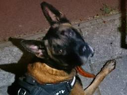 Politiehond Remko vond de gestolen spullen terug. (Foto: Twitter TSH Oost-Brabant).