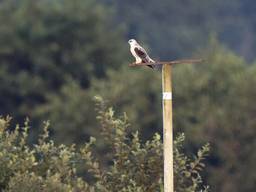 De grijze wouw op een paal van de Vogelwacht (foto: Marc Gottenbos)