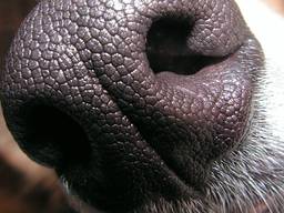 Hond kon worden gered (archieffoto: Piotr Grzwocz)