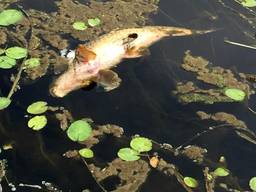 Er drijven op dit moment tientallen dode vissen in het water van de Aa in de buurt van Erp. 