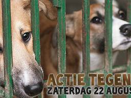 De stichting Stop Dierenleed wil mensen informeren over broodfok.