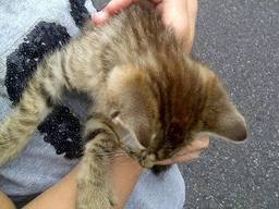 Kitten op grove wijze gedumpt (foto: wijkagent Melters)