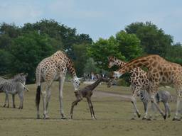 Nova was meteen te bewonderen. (Foto: Safaripark Beekse Bergen/Libéma).