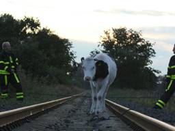 Een koe op het spoor (foto: Stuve Fotografie).