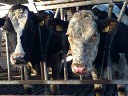 Ruim 20 koeien uit Oijen zijn weer uit de mestkelder:'Ze zijn schoongespoten, maar nog niet helemaal wit'