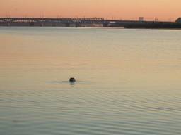 De foto van de zeehond die schipper Bonno Bergman maakte