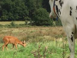 De reebok graast tussen de koeien. (foto: Erik de Jonge/Brabants Landschap).