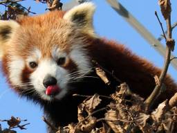 Een rode panda in Nuenen