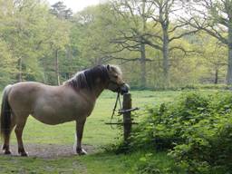 Liz van Zimmeren over haar geliefde paard Pebble