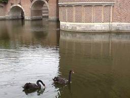 De nieuwe zwarte zwanen in de kasteelgracht. (Foto: Brabants Landschap/Twitter)