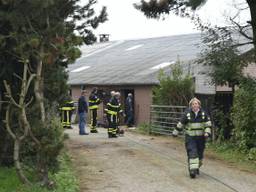 De brandweer werd opgeroepen om de kalveren te bevrijden. (Foto: Tom van der Put/SQ Vision)