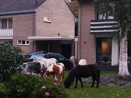 Deze pony's gingen op avontuur in Sint-Oedenrode. (Foto: politie Sint-Oedenrode/Facebook)