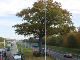 Oude eik op de A58 bij Ulvenhout onderworpen aan medisch onderzoek