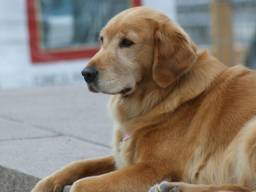 Een golden retriever. (Archieffoto)