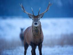 Het edelhert keert terug in de Brabantse natuur. (Foto: Karsten Reiniers / ARK Natuurontwikkeling)