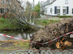 In 's Gravenmoer is een boom omgevallen. (foto: Erik Haverhals/FPMB)