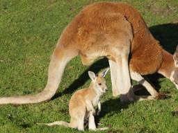 Foto: ZooParc Overloon.