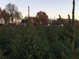 Kerstbomen in de achtertuin in Volkel