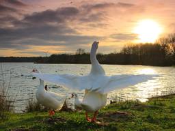 Het lijkt wel lente! (foto: Corina Magielse, Wernhout)