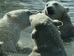 Dierenrijk treurt om het verlies van Beja, de oudste ijsbeer van Nederland