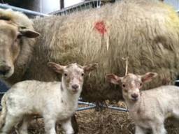 Foto: Schaapskudde Loonse en Drunense Duinen / Facebook