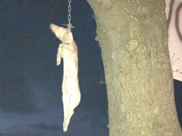 Het varken hing aan een ketting aan de boom, naast het spandoek tegen het azc.