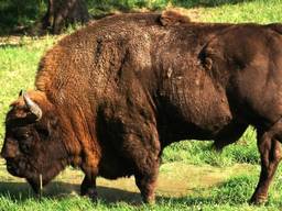 Een wisent