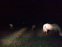 De vier paarden (foto: Politie Veghel / Facebook)