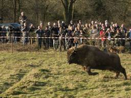 De wisenten werden in maart losgelaten. (Foto: De Maashorst)